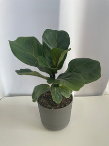 Fiddle Leaf Fig (Potted)