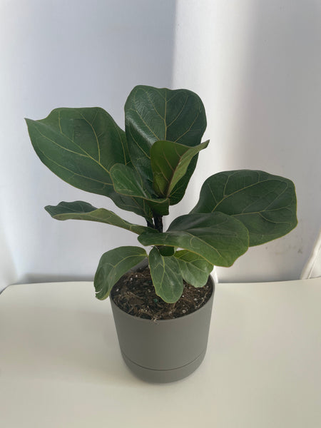 Fiddle Leaf Fig (Potted)