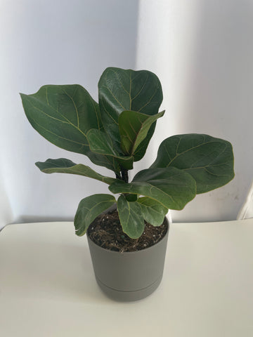 Fiddle Leaf Fig (Potted)