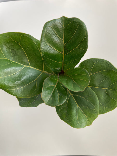 Fiddle Leaf Fig (Potted)