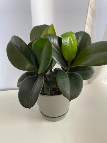 Rubber Plant (Potted)